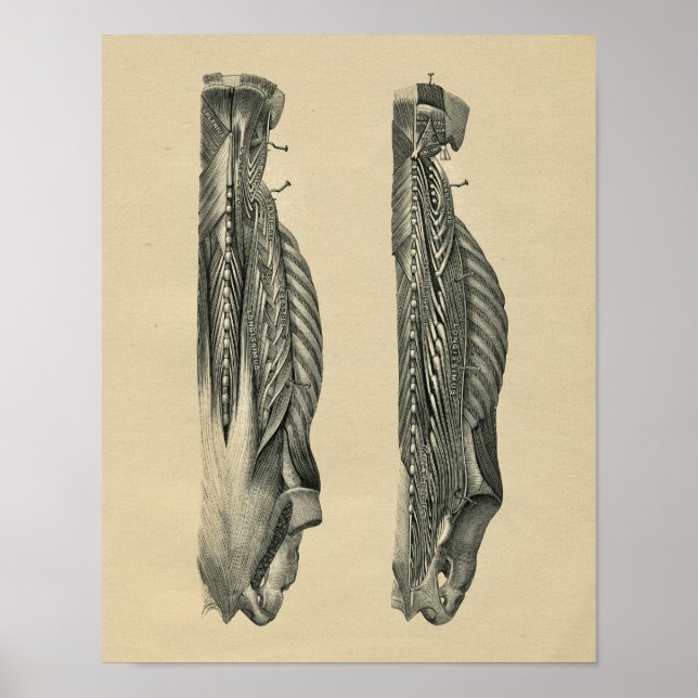 Impressão de Vintage 1902 Anatomia Muscular do dor (Frente)