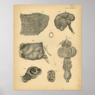 Impressão de Vintage 1908