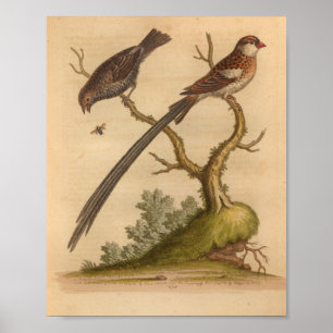Impressão de Vintage Bird Brown
