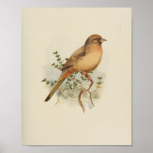 Impressão de Vintage Bird Brown