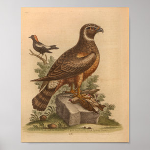 Impressão de Vintage Bird Brown Hawk