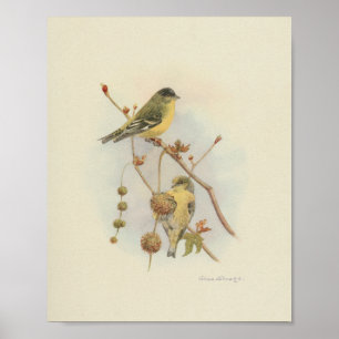 Impressão de Vintage Bird Yellow Brown