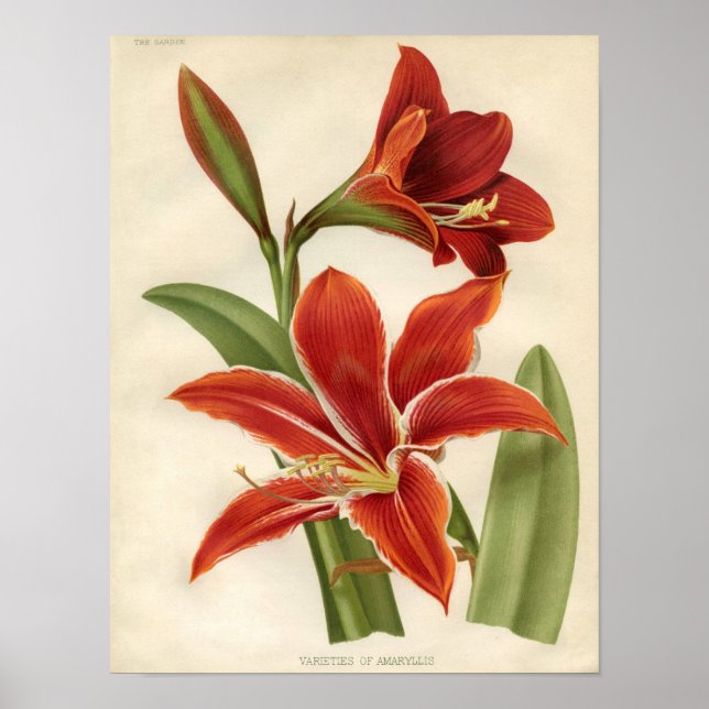 Impressão de Vintage Botânica - Amaryllis (Frente)