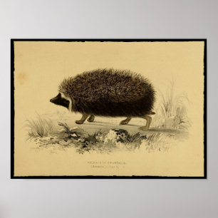 Impressão de Vintage de Hedgehog Poster