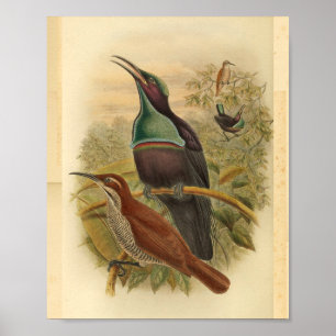 Impressão de Vintage de Pássaro Azul da Nova Gui