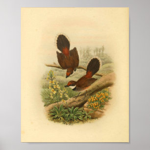 Impressão de Vintage de Pássaros Fantail