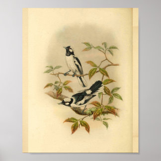 Impressão de Vintage de Pássaros Negros, Pássaros