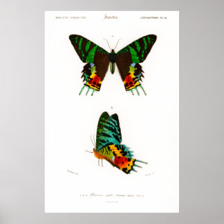 Impressão de Vintage de um malgaxe Sunset Moth Pos