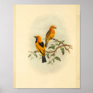Impressão de Vintagem de Aves de Companhia Amarel