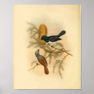 Impressão de Vintagem de Aves de Companhia Folhea