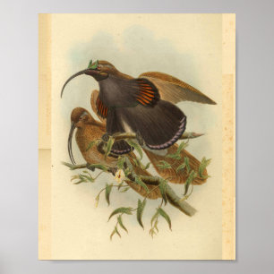 Impressão de Vintagem de Aves do Paraíso