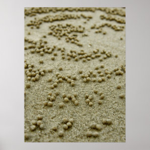 Impressão de visões de praia