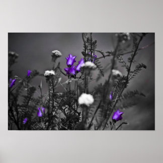 Impressão do Blue Bells