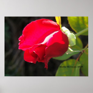 Impressão do botão da rosa vermelha - selecione