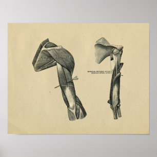 Impressão do braço do ombro humano 1902