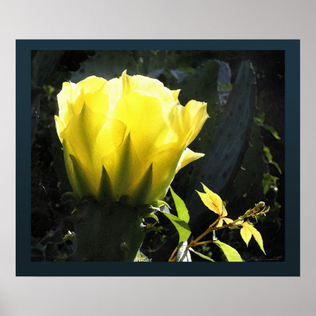 Impressão do Cactus Sun Blossom - 24x20 - outros t (Frente)