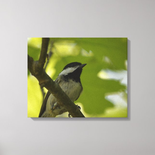 IMPRESSÃO DO CANVAS DE CHICKADEE COM CABO PRETO (Frente)