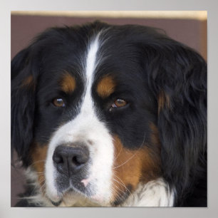 Impressão do cão de montanha de Bernese