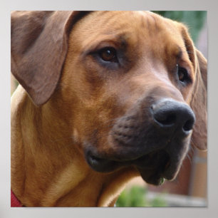 Impressão do cão de Rhodesian Ridgeback
