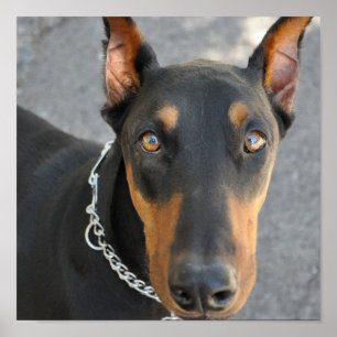 Impressão do cão do Pinscher do Doberman
