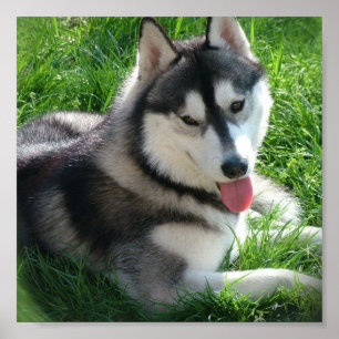 Impressão do cão do rouco Siberian
