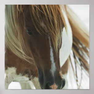 Impressão do cavalo do mustang