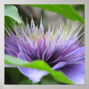 Impressão do Clematis