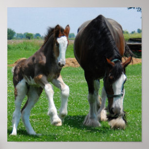 impressão do clydesdale e do potro