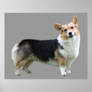 Impressão do Corgi de Galês do Pembroke