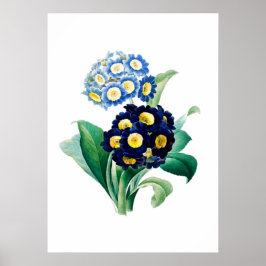 Impressão do Cowslip Primrose por Pierre-Joseph Re