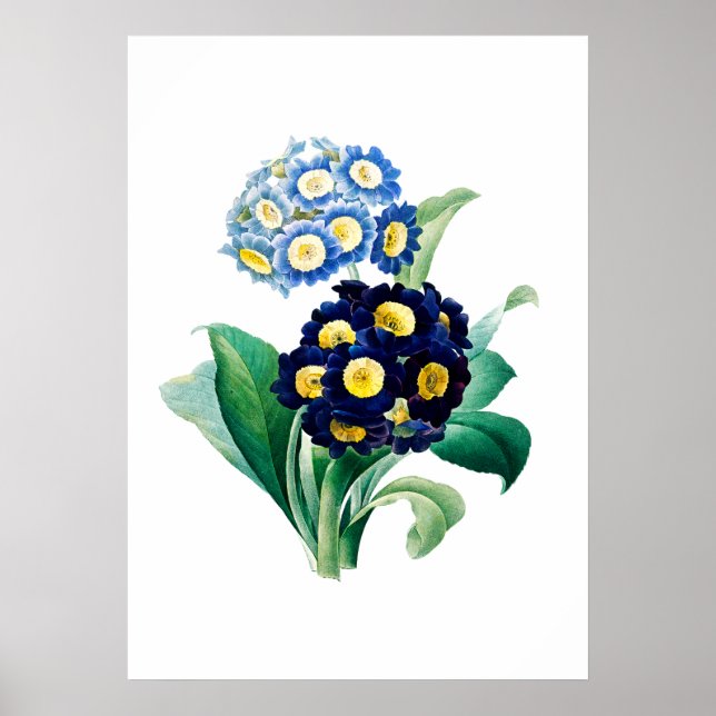 Impressão do Cowslip Primrose por Pierre-Joseph Re (Frente)