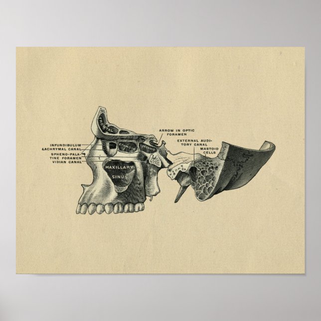 Impressão do crânio humano Anatomia 1902 Vintage (Frente)