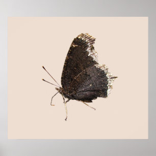 Impressão do ~ da borboleta de casaco de
