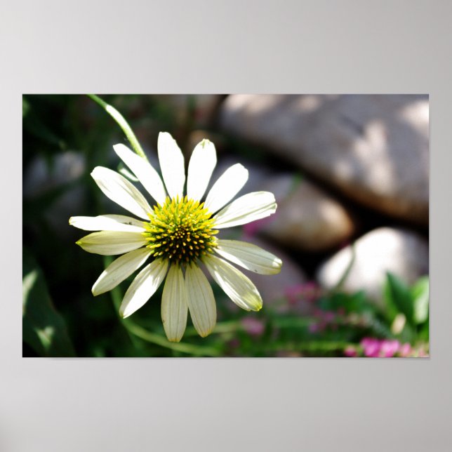 Impressão do Dia de Verão de Daisy com preguiça (Frente)