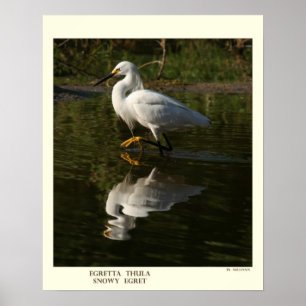 Impressão do Egret nevado