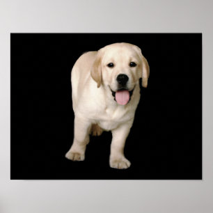 Impressão do filhote de cachorro de labrador
