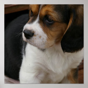 Impressão do filhote de cachorro do lebreiro