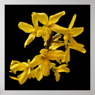 Impressão do Forsythia