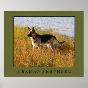 Impressão do german shepherd