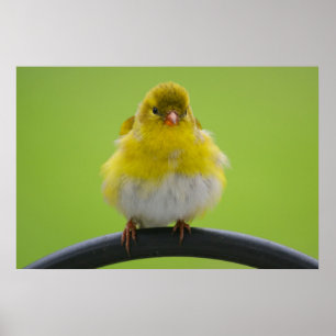 Impressão do Goldfinch