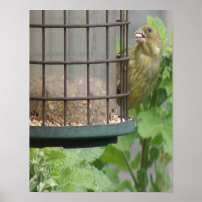 Impressão do Greedy Greenfinch (Frente)