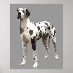 Impressão do Harlequin de great dane
