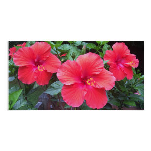 Impressão do hibiscus
