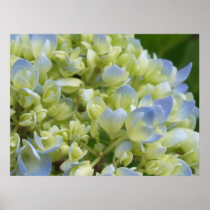Impressão do Hydrangea