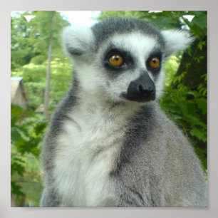 Impressão do Lemur de Madagascar