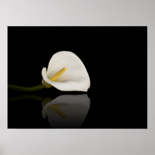 Impressão do lírio de Calla
