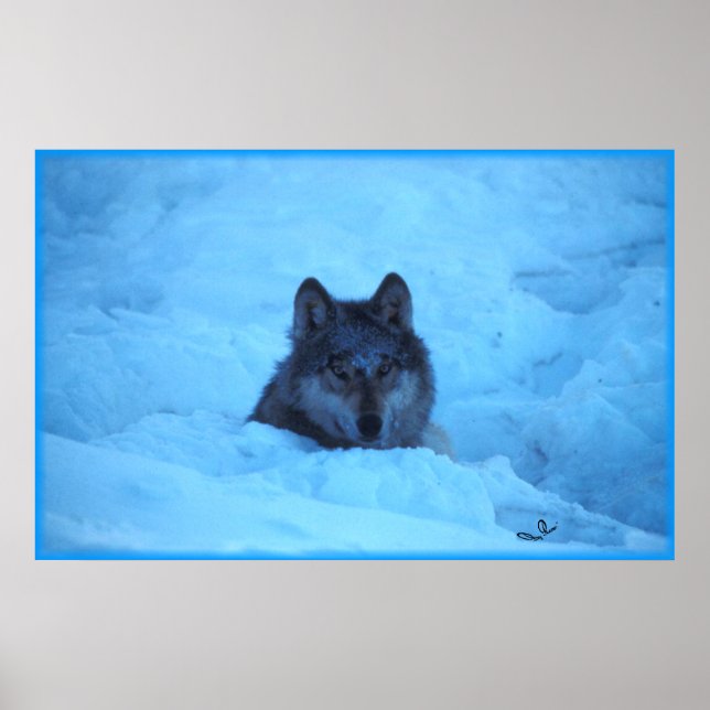 Impressão do Lobo da Madeira da Neve Azul (Frente)