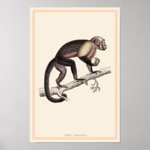 IMPRESSÃO DO MACACO DE CEBUS MONACHUS