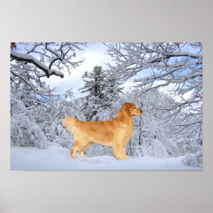 Impressão do menino de Danny do golden retriever