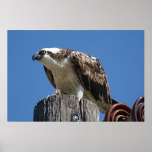 Impressão do pássaro do Osprey